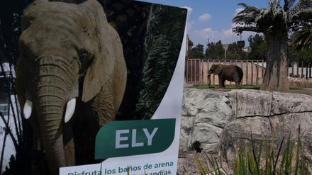 Die Elefantin Ely soll in Zukunft ein besseres Leben führen - wenn auch weiterhin im Zoo. (Archivbild) 