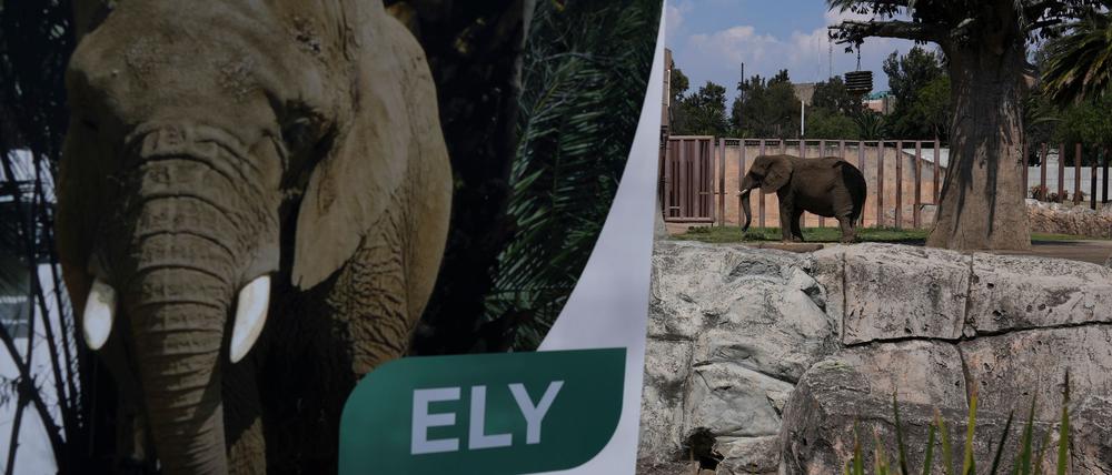 Die Elefantin Ely soll in Zukunft ein besseres Leben führen - wenn auch weiterhin im Zoo. (Archivbild)