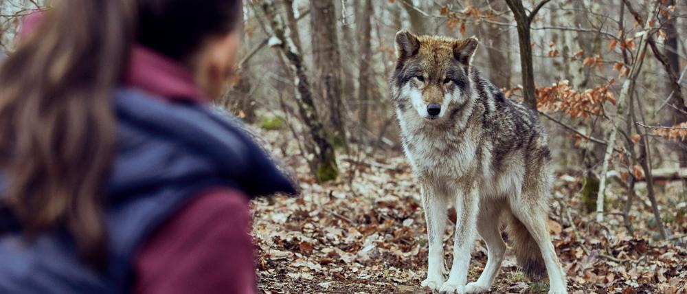 Viola Delbrück (Yvonne Catterfeld) kommt im Krimi „Wolfsland - Schwarzer Spiegel“ immer wieder ins Staunen.