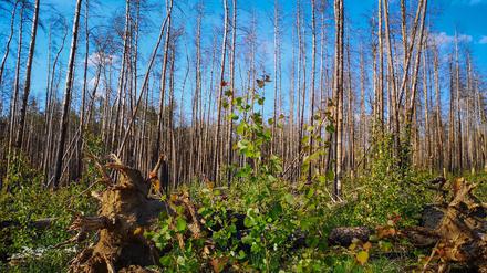 Junge Bäume nach einem verheerenden Waldbrand 2018 in Treuenbrietzen. Forscher untersuchten jahrelang die Auswirkungen. (Archivbild)