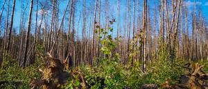Junge Bäume nach einem verheerenden Waldbrand 2018 in Treuenbrietzen. Forscher untersuchten jahrelang die Auswirkungen. (Archivbild)