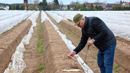 Die Brandenburger Landwirte haben 2024 weniger Spargel gestochen. (Archivbild)