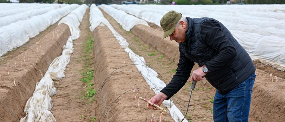 Die Brandenburger Landwirte haben 2024 weniger Spargel gestochen. (Archivbild)