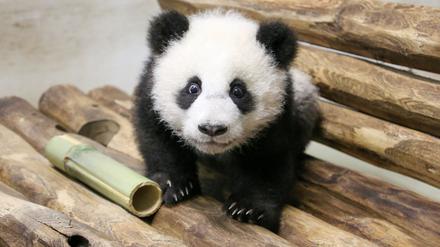 Die beiden Panda-Zwillinge bekommen pro Tag eine zusätzliche Mahlzeit.