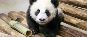Die beiden Panda-Zwillinge bekommen pro Tag eine zusätzliche Mahlzeit.