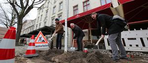 Baumpflanzung in der Dortustraße Potsdam. 