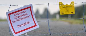 Immer wieder gab es in den vergangenen Jahren Fälle der Afrikanischen Schweinepest in Brandenburg. (Archivbild)