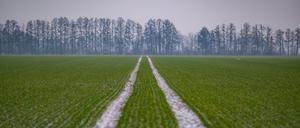 Ein wenig Schnee bedeckt ein Feld im Oderbruch im östlichen Brandenburg. 