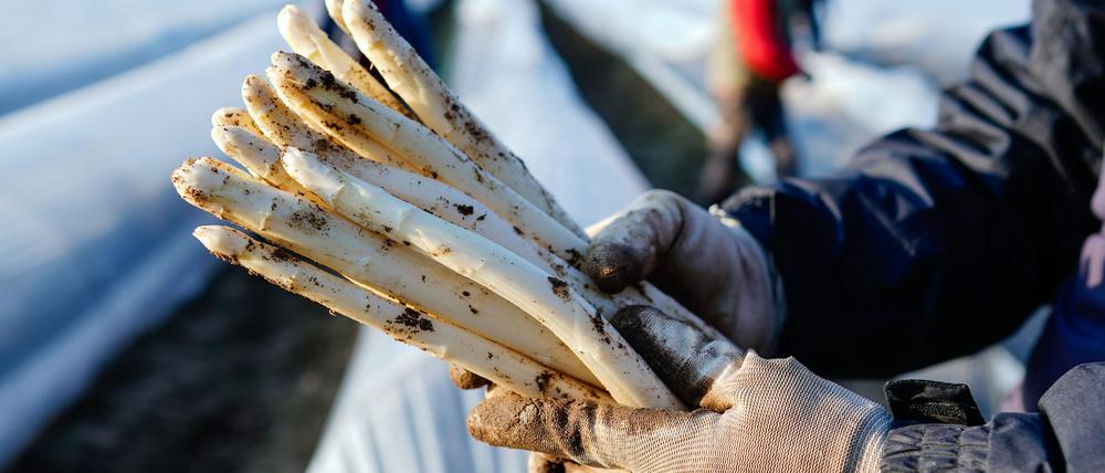 Die Spargelsaison in Deutschland beginnt laut Experten in diesem Jahr wohl nicht vor Mitte März. (Archivbild)