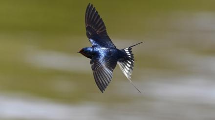 Eine Rauchschwalbe (Hirundo rustica) am Ufer des Jungfernsee nahe Berlin.