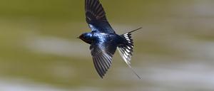 Eine Rauchschwalbe (Hirundo rustica) am Ufer des Jungfernsee nahe Berlin.