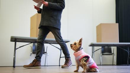 Ein kleiner Hund sitzt in einem Wahllokal im KulturKlinker Barmbek.