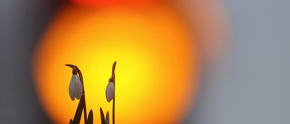 Der Frühling zeigt sich in der neuen Woche öfter. 