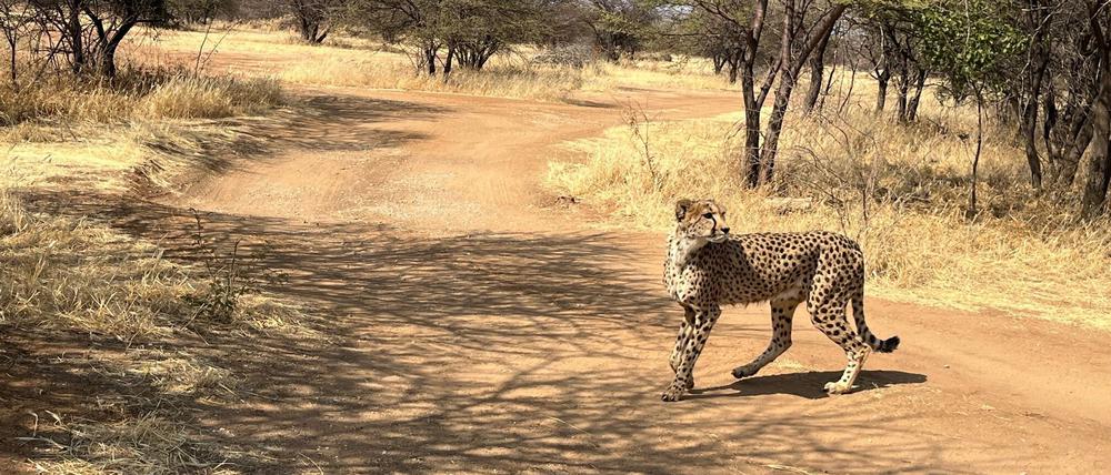 Bei diesem Geparden handelt es sich um einen Afrikanischen Geparden. Von seinen Verwandten, den Asiatischen Geparden, gibt es weltweit nur noch 17 Exemplare. (Symbolbild)