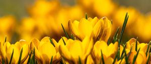 Sonne und ein weitgehend klarer Himmel erwarten die Menschen in Berlin und Brandenburg. (Symbolbild)