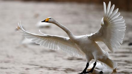 Ein Schwan startet zum Flug auf Berlins S-Bahn-Gleise. (Symbolfoto)
