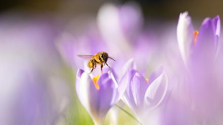 Eine Honigbiene (Apis) fliegt mit Pollen zwischen Krokusblüten herum.