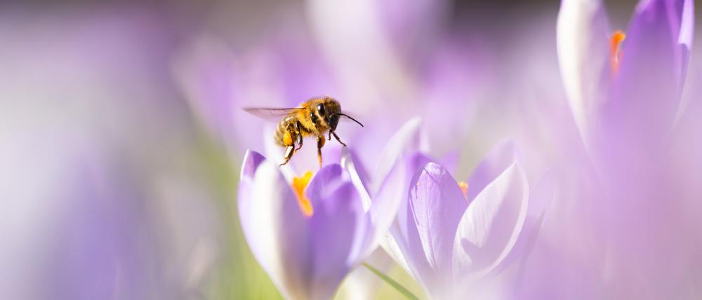 Eine Honigbiene (Apis) fliegt mit Pollen zwischen Krokusblüten herum.