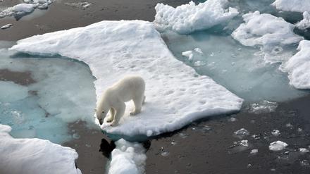 ILLUSTRATION. Ein Eisbär steht im Nordpolarmeer auf eine Eisscholle. 