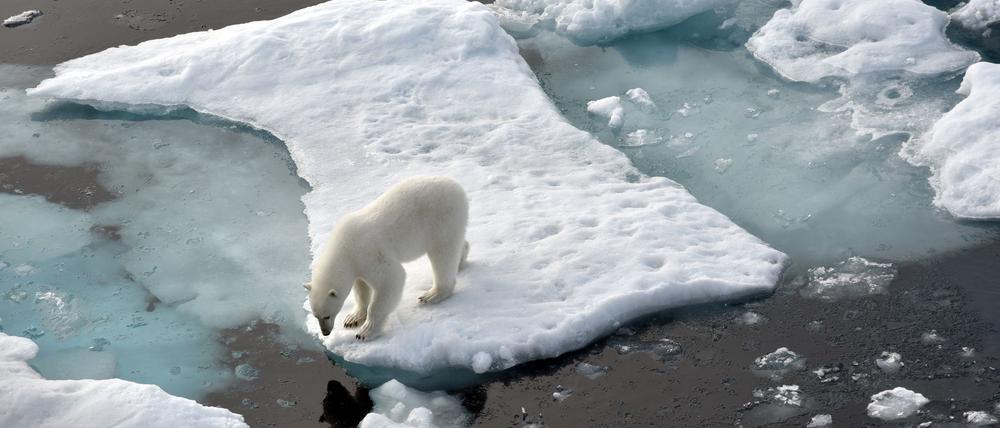 ILLUSTRATION. Ein Eisbär steht im Nordpolarmeer auf eine Eisscholle. 