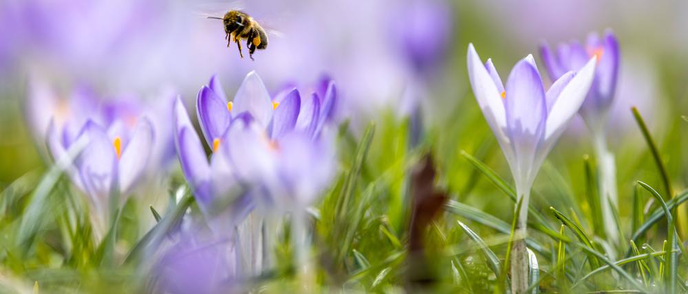 Krokus, Biene, Sonnenschein!