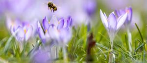 Krokus, Biene, Sonnenschein!