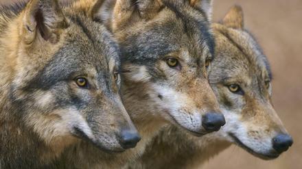 Jagd- und ausgebüxte Familienhunde sind oft allein unterwegs, Wölfe oft im Rudel.