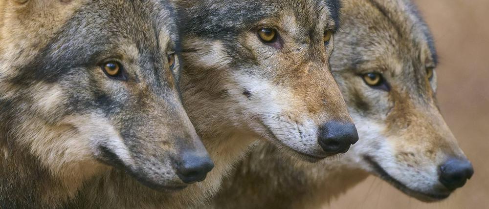 Jagd- und ausgebüxte Familienhunde sind oft allein unterwegs, Wölfe oft im Rudel.