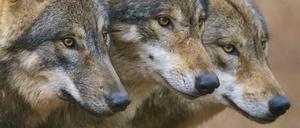 Jagd- und ausgebüxte Familienhunde sind oft allein unterwegs, Wölfe oft im Rudel.
