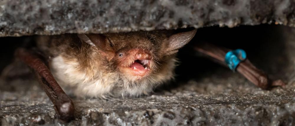 Auch die Fransenfledermaus wurde bei in der Kyritz-Ruppiner Heide festgestellt. (Handout)