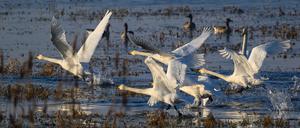 Singschwäne auf den überfluteten Polderwiesen im Nationalpark Unteres Odertal. 