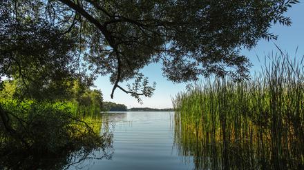 Das Ufer des Tiefwarensees in Mecklenburg-Vorpommern.