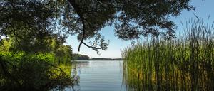 Das Ufer des Tiefwarensees in Mecklenburg-Vorpommern.
