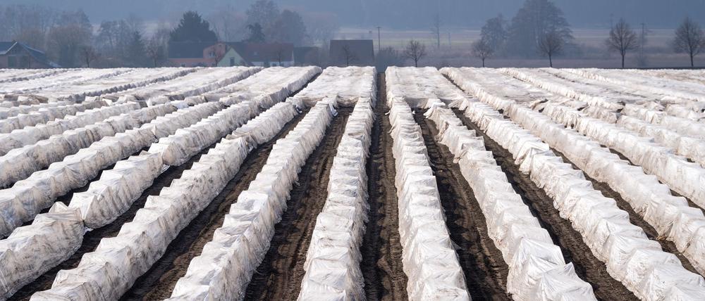 Bald stechen viele ausländische Erntehelfer den Spargel auf brandenburgischen Feldern. (Archivbild)