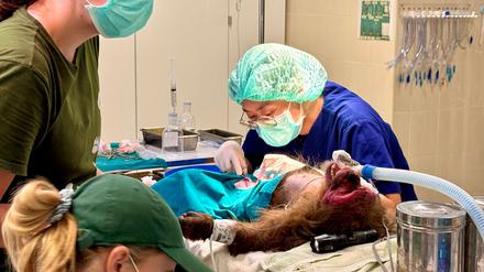Die WFFT-Veterinärin Dr. Kwan bei ihrer täglichen Arbeit - hier operiert sie einen Bärenmakak.