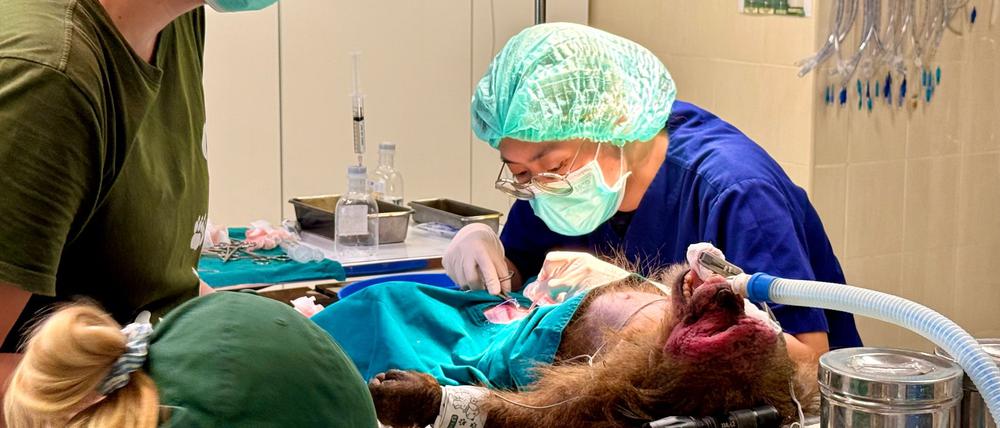Die WFFT-Veterinärin Dr. Kwan bei ihrer täglichen Arbeit - hier operiert sie einen Bärenmakak.