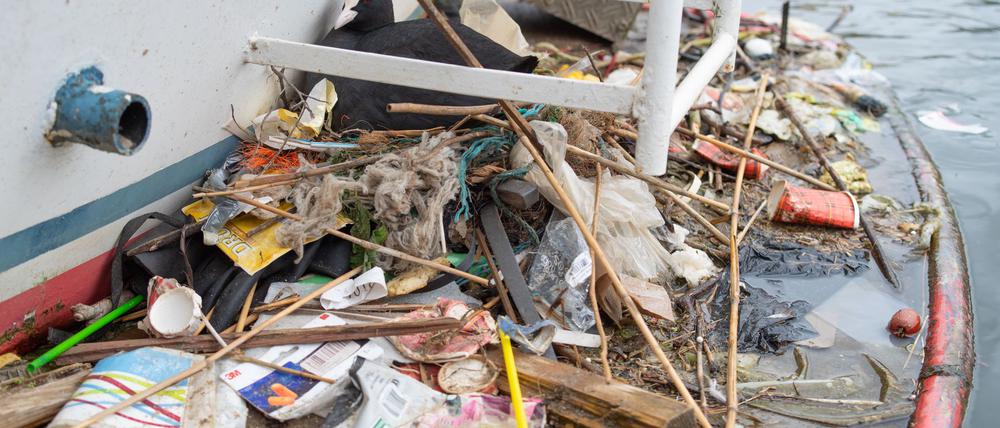 In Amsterdam bauen Blässhühner ihre Nester auch auf menschengemachte Untergründe - und mit menschengemachtem Plastik. 