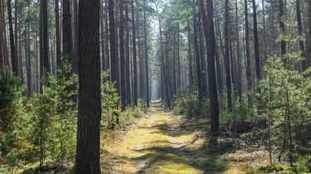 Trockene Wälder wie etwa die Kiefernwälder in Brandenburg haben oft eine hohe Waldbrandgefährdung.