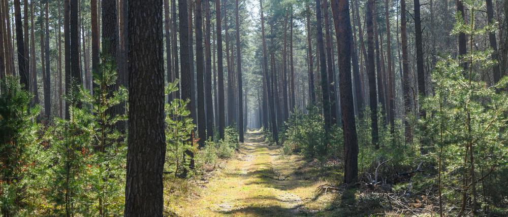 Trockene Wälder wie etwa die Kiefernwälder in Brandenburg haben oft eine hohe Waldbrandgefährdung.