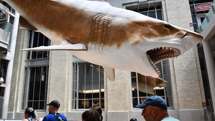 Menschen spazieren am 13. August 2023 im Smithsonian Museum of Natural History in Washington, D.C., unter einem riesigen Hai, einem Megalodon.