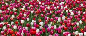 Ein Tulpenmeer in Rot und Weiß.