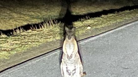 Känguru-Entdeckung in Sachsen. Die Polizei sucht nach dem Beuteltier. 