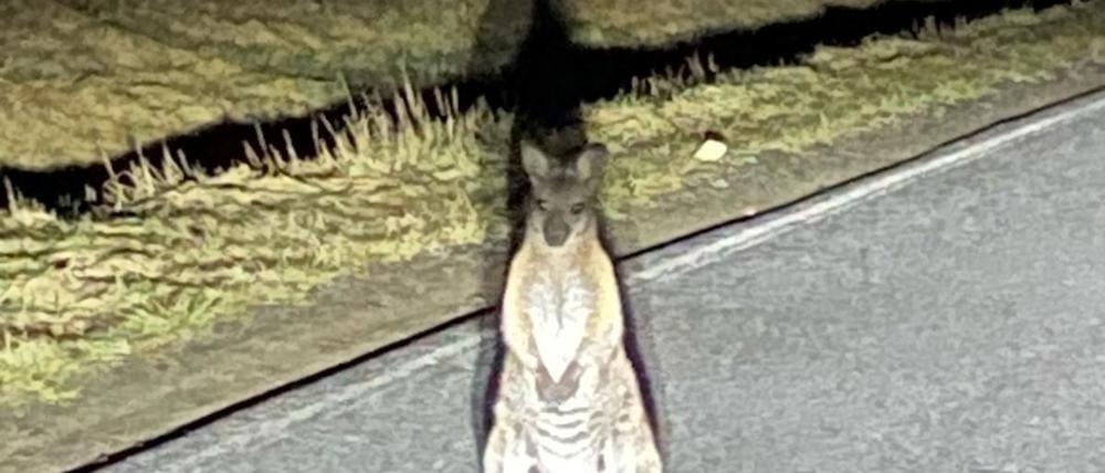 Känguru-Entdeckung in Sachsen. Die Polizei sucht nach dem Beuteltier.