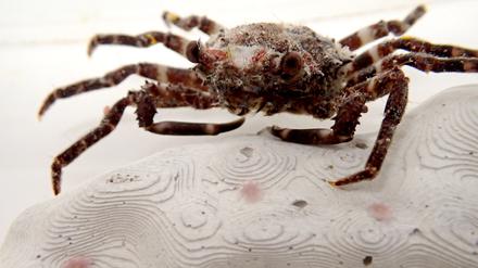 Schizophrys aspera ist ein Top-Räuber von jungen Kronen-Seesternen.