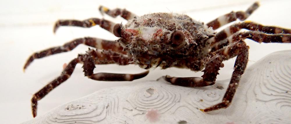 Schizophrys aspera ist ein Top-Räuber von jungen Kronen-Seesternen.