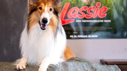 Die Lassie-Geschichten sind heute noch beliebt. (Archivbild) 
