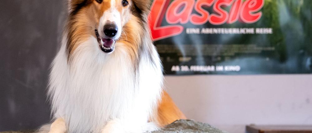 Die Lassie-Geschichten sind heute noch beliebt. (Archivbild)