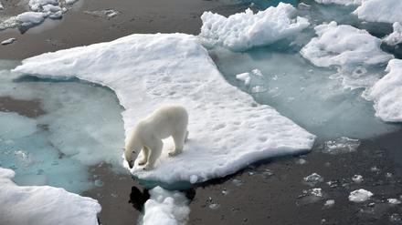 Die Meereisbedeckung ist in diesem Jahr auf ein historisches Minimum gesunken. Den Eisbären im Nordpolarmeer wird damit die Lebensgrundlage entzogen.