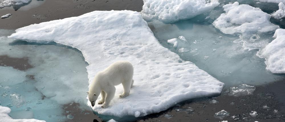 Die Meereisbedeckung ist in diesem Jahr auf ein historisches Minimum gesunken. Den Eisbären im Nordpolarmeer wird damit die Lebensgrundlage entzogen.