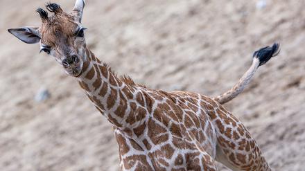 Giraffen-Bulle Mojo erkundete erstmals das Außengehege des Schweriner Zoos.
